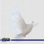 عکس دوربری کبوتر سفید
