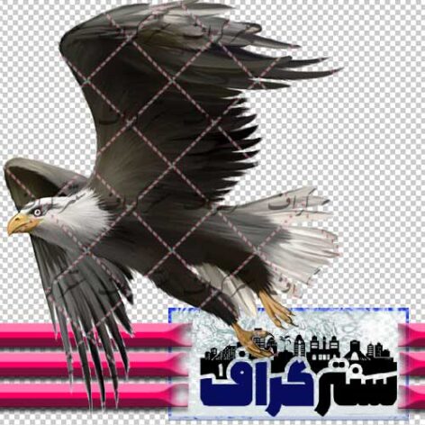 تصویر دوربری شده عقاب