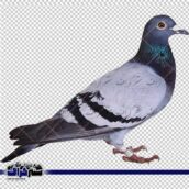 عکس دوربری کبوتر خاکستری و آبی