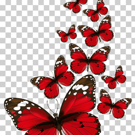 تصویر دوربری شده پروانه های  قرمز رنگ