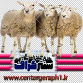 تصویر دوربری شده 3 گوسفند