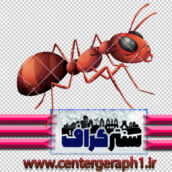 تصویر دوربری شده مورچه قرمز رنگ