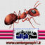 تصویر دوربری شده مورچه قرمز رنگ