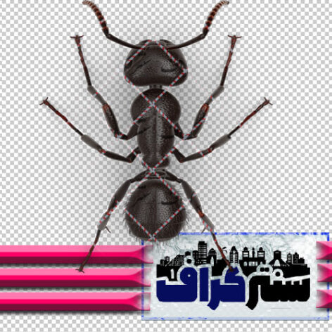 تصویر دوربری شده مورچه سیاه