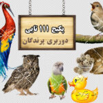 مجموعه 111 تایی تصاویر دوربری پرندگان (گالری 1)