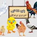 مجموعه 111 تایی تصاویر دوربری پرندگان (سری 1)