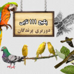 مجموعه 111 تایی تصاویر دوربری پرندگان (گالری 3)