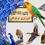 مجموعه 111 تایی تصاویر دوربری پرندگان (گالری 7)