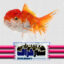 عکس دوربری شده ماهی گلی